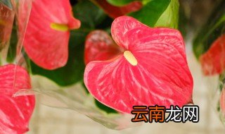 红掌水培方法，红掌水培的方法