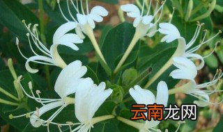 金银花的繁殖与栽培 金银花水培繁殖方法