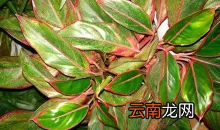 万年红水培方法，水培万年红需要注意什么