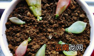 多肉植物水培叶插方法 多肉怎么水培叶插繁殖生根