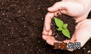 柏树种在哪里合适 柏树如何种的好