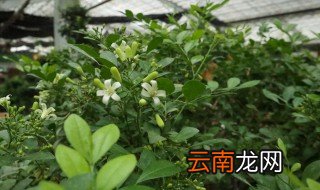 九里香可以水培吗,九里香水培的养殖方法 九里香水培方法