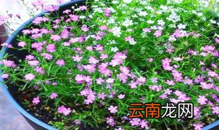 满天星水培方法，满天星水培如何养护