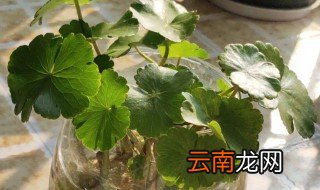 铜钱草的水培方法 铜钱草完全水培的方法