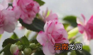 水梅花水培方法 水梅怎么栽培