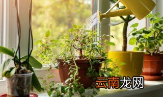 什么植物种在阳台可以攀爬 阳台可种攀爬植物吗