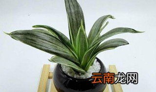 虎皮兰水培生根方法 虎皮兰叶子水培生根后怎么移栽