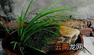菖蒲的水培方法 菖蒲的水培方法及注意事项