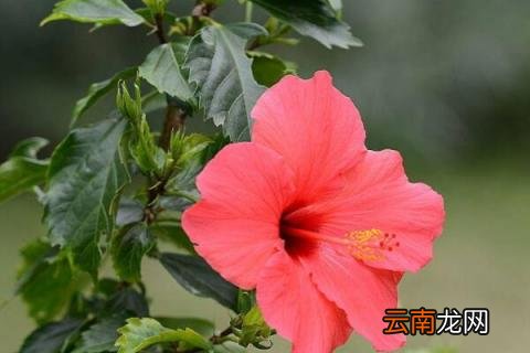 桑叶牡丹的花语