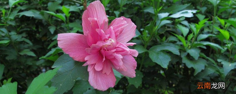 木槿花花语是什么意思