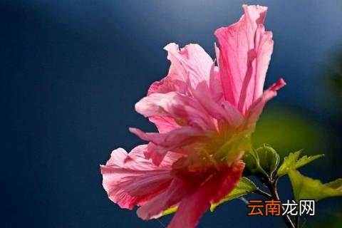 木槿花花语是什么意思