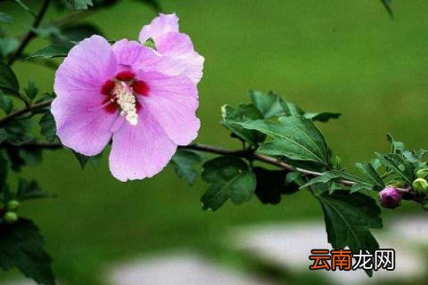 木槿花花语是什么意思