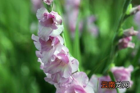 粉剑兰花语