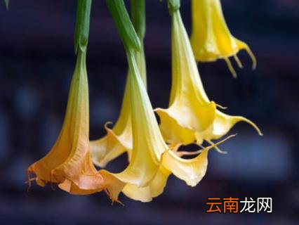 曼陀罗花语是什么意思