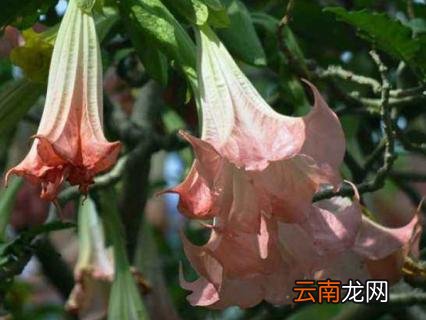 曼陀罗花语是什么意思