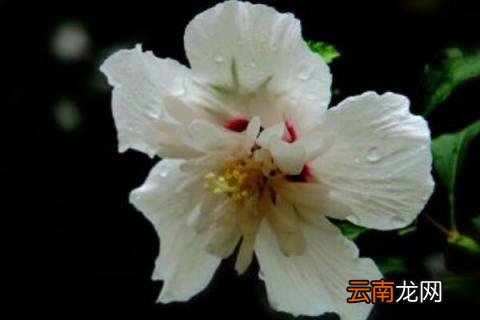 白色木槿花的花语