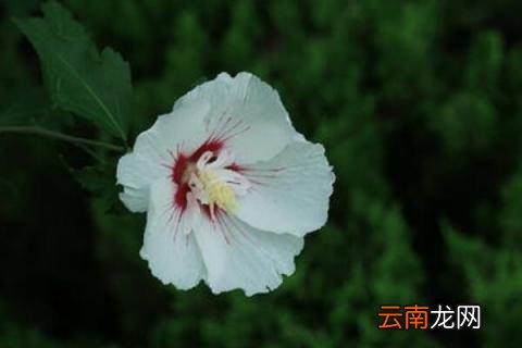 白色木槿花的花语