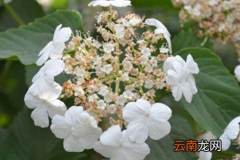 白琼花花语