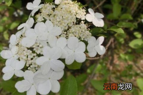 白琼花花语
