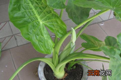 热亚海芋怎么养殖