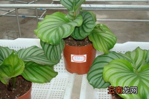 青苹果竹芋的花语