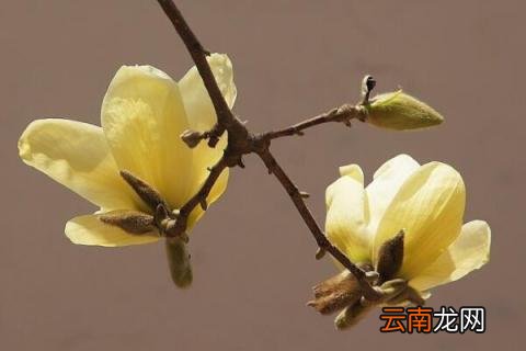 黄玉兰花的花语是什么