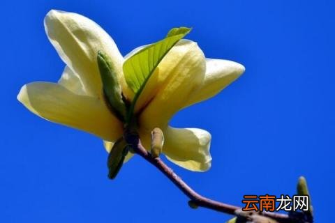 黄玉兰花的花语是什么