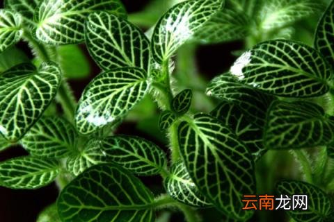 网纹草的花语