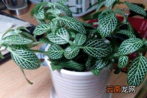 网纹草的花语