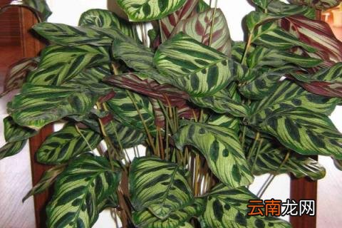 豹纹竹芋花语
