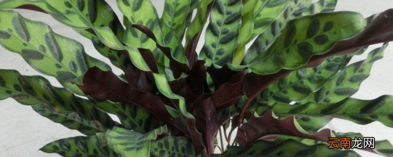 豹纹竹芋花语