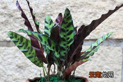 豹纹竹芋花语