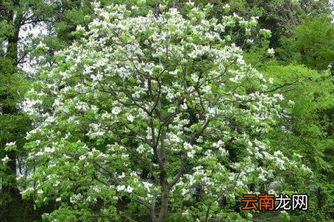 四照花的寓意