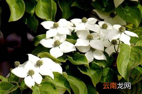 四照花的寓意
