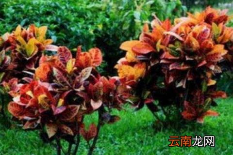 变色木的寓意是什么
