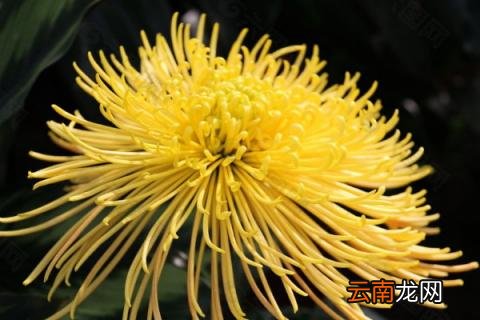 黄菊花的寓意