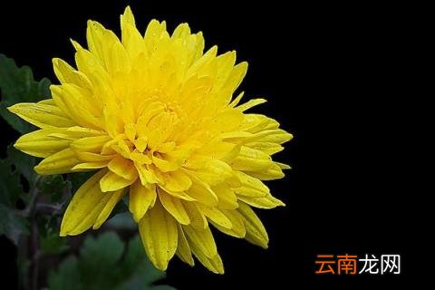 黄菊花的寓意