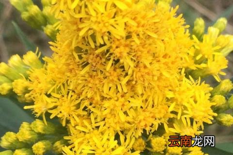 秋麒麟花语