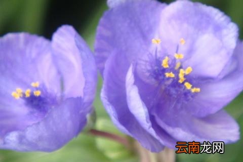 紫露草花语