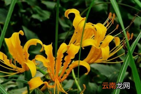 忽地笑为什么叫忽地笑