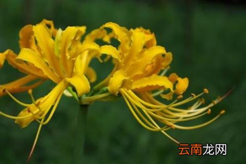 忽地笑为什么叫忽地笑