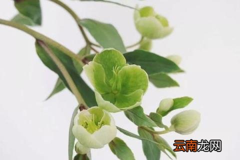 绿菟葵花语