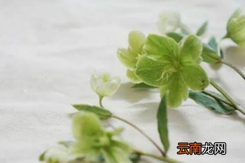 绿菟葵花语
