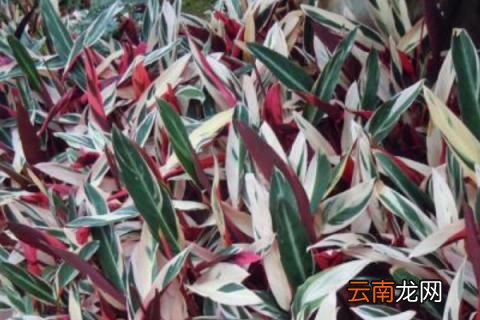 飞羽竹芋的花语与寓意