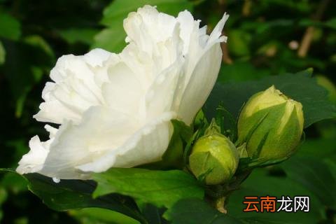 白色扶桑花花语