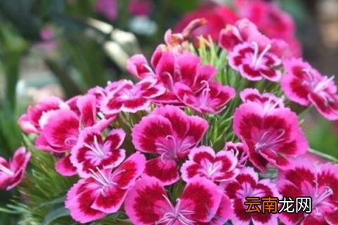 常夏石竹花的花语