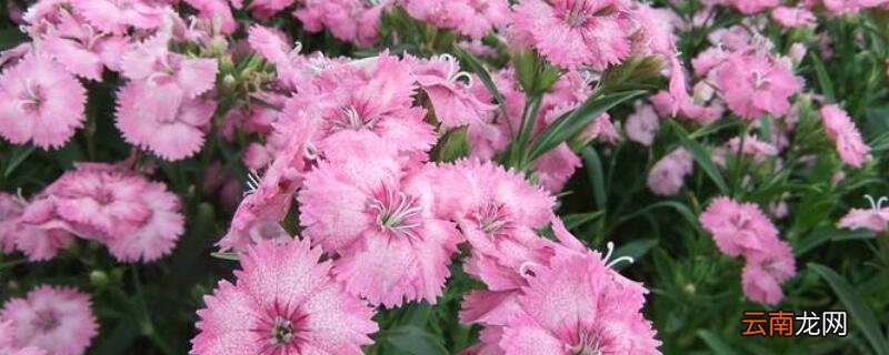 常夏石竹花的花语