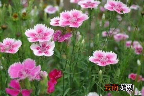 常夏石竹花的花语