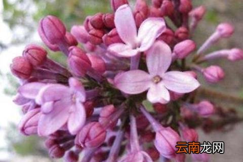 红丁香象征寓意