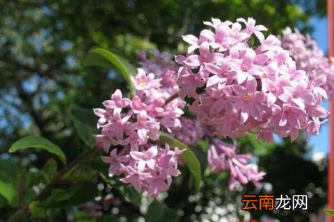 红丁香象征寓意